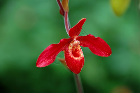 红色女士拖鞋兰花生物学条纹芦荟叶子花园生态植物花瓣花萼热带背景图片