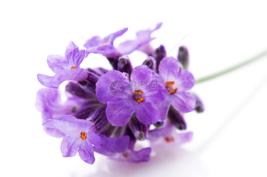 白色背景的紫色花朵气味季节薰衣草香味疗法植物香水药品芳香植物群图片