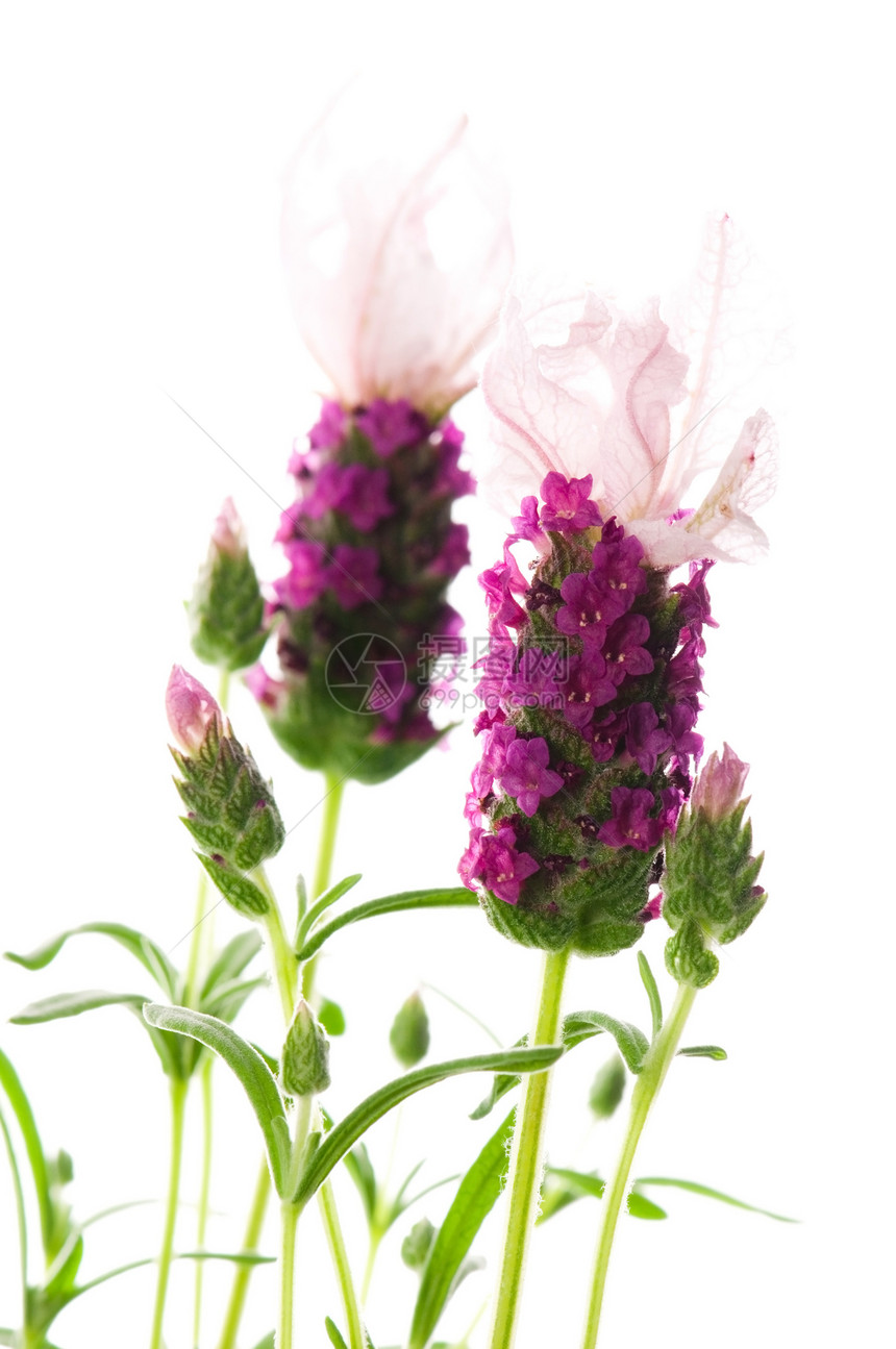 白色背景的紫色花朵芳香香水草本花园气味疗法植物园艺香味薰衣草图片