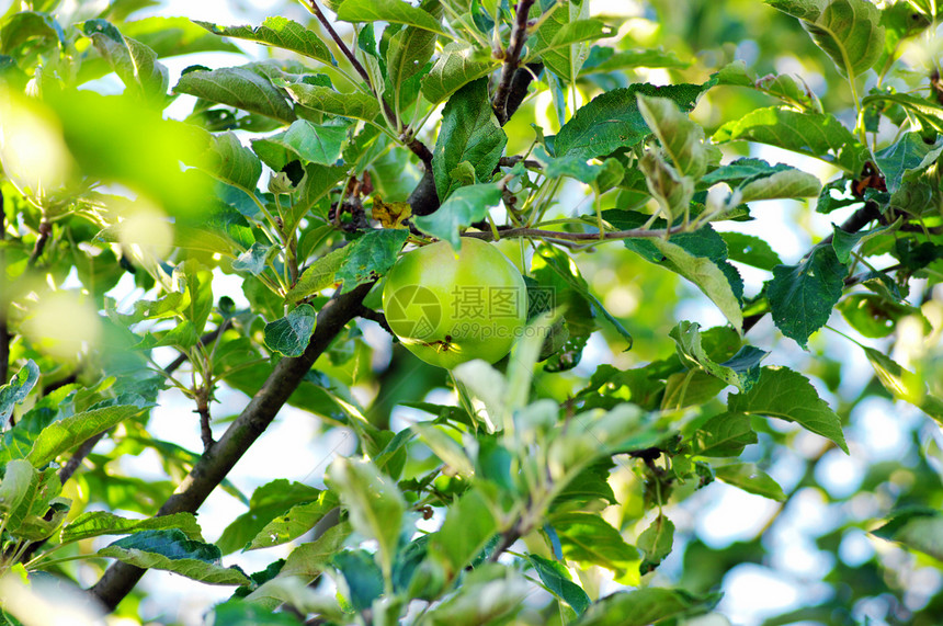 树枝上绿色的苹果图片