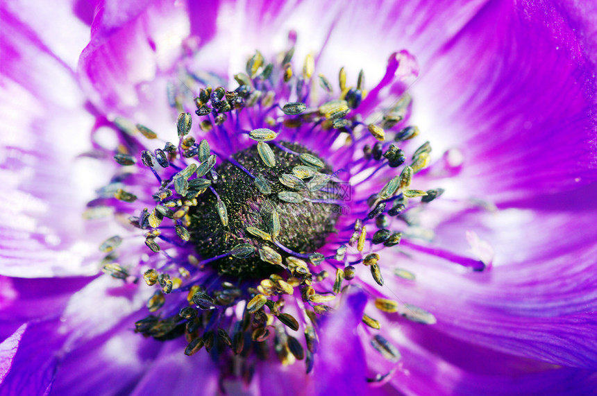 粉红色 Anemone 特辑花园黑色花瓣季节蓝色植物图片