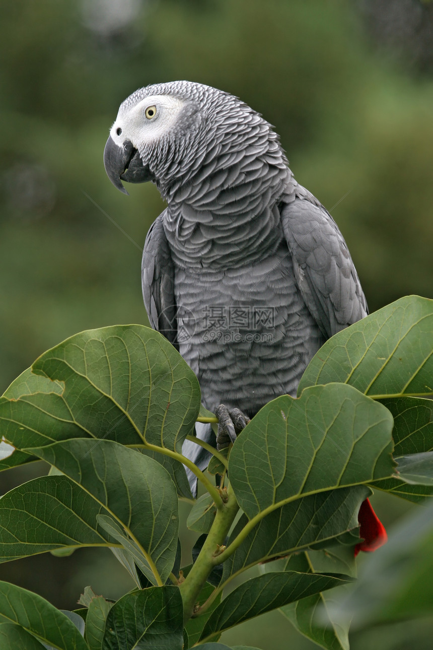 树上非洲灰色鹦鹉图片