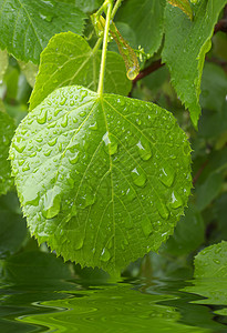 酸枣树的叶上有雨滴背景