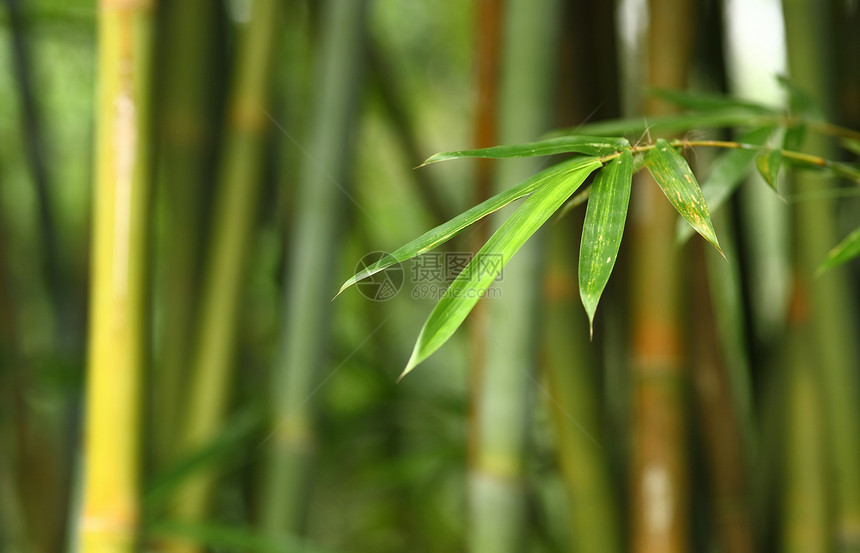 竹子植物生态文化热带风水叶子生活环境生长树林图片