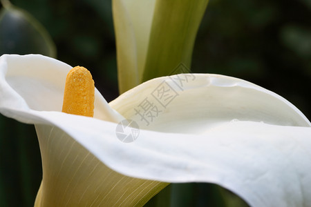 白莉莉植物白色环境背景图片