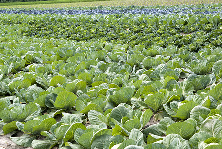 皱叶甘蓝出租车白色农场食物性质背景绿色叶子场景蔬菜场地背景