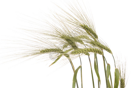 黑麦粮食耳朵宏观植物叶子动物群谷物小麦背景图片
