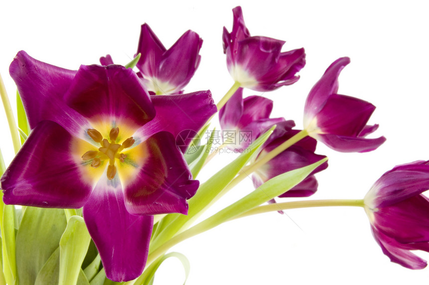 白色背景上的紫色郁金香叶子黄色绿色图片