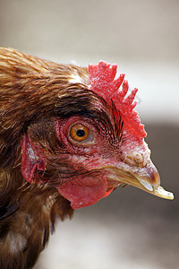 母鸡动物羽毛家禽棕色农场剪裁家畜农家院女性红色背景图片