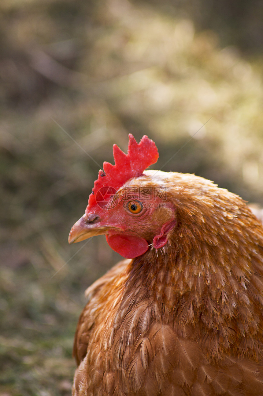 棕鸡棕色母鸡农场红色国家剪裁家禽宠物女性家畜图片