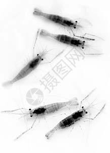 种植 水生物学 虾淡水荒野美食黑与白河虾虾仁营养背景图片