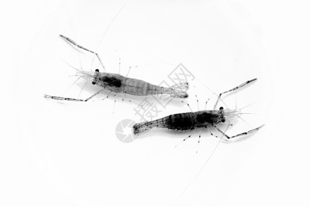 种植 水生物学 虾荒野淡水河虾营养美食黑与白虾仁背景图片