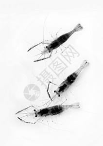 种植 水生物学 虾河虾黑与白虾仁荒野营养美食淡水背景图片