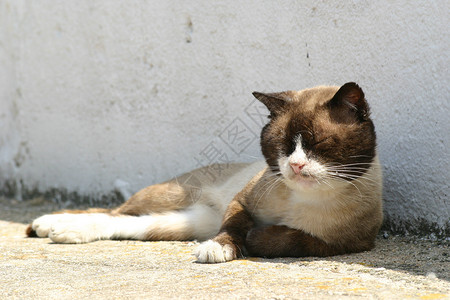 猫咪城市猎人白色捕食者背景