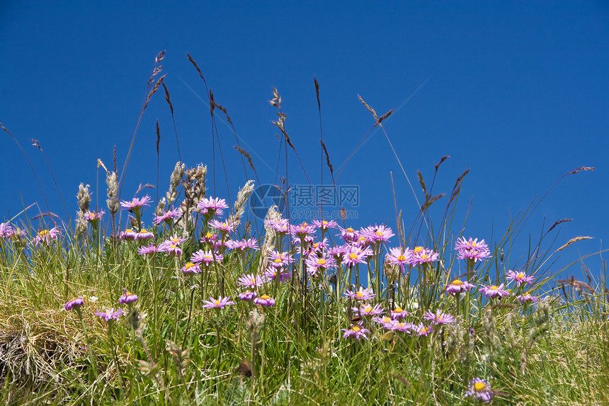 阿斯特阿尔卑斯动物紫色花园季节花瓣场地天空蓝色植物群昆虫图片