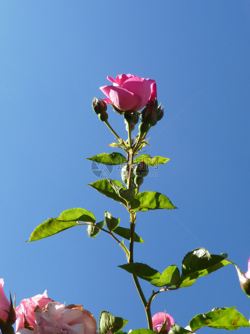 粉红玫瑰和蓝天空天空宏观植物生长粉色树叶绿色植被花园叶子图片