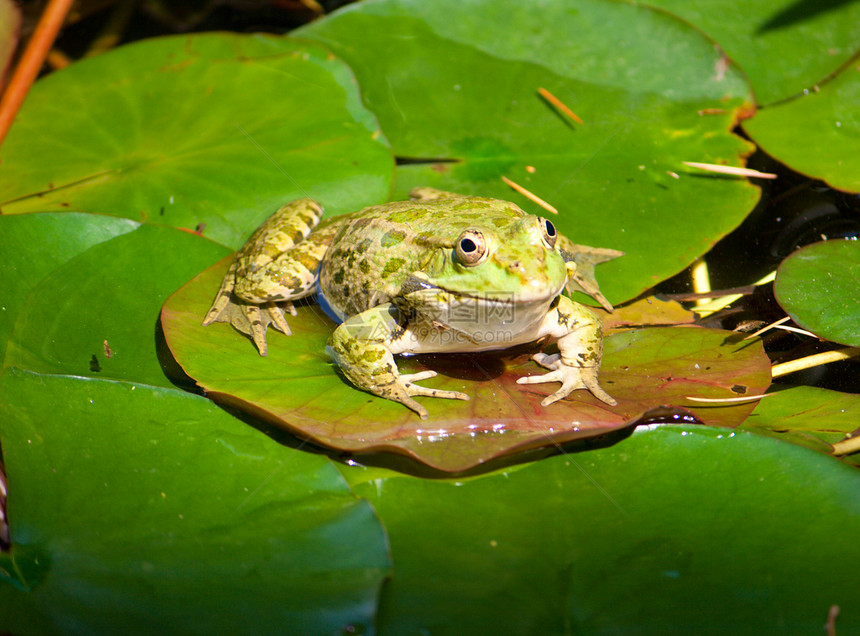 青蛙在水叶上图片