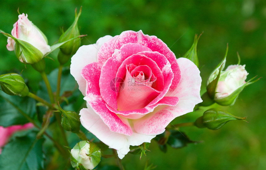 绿草背景上的粉红白玫瑰图片