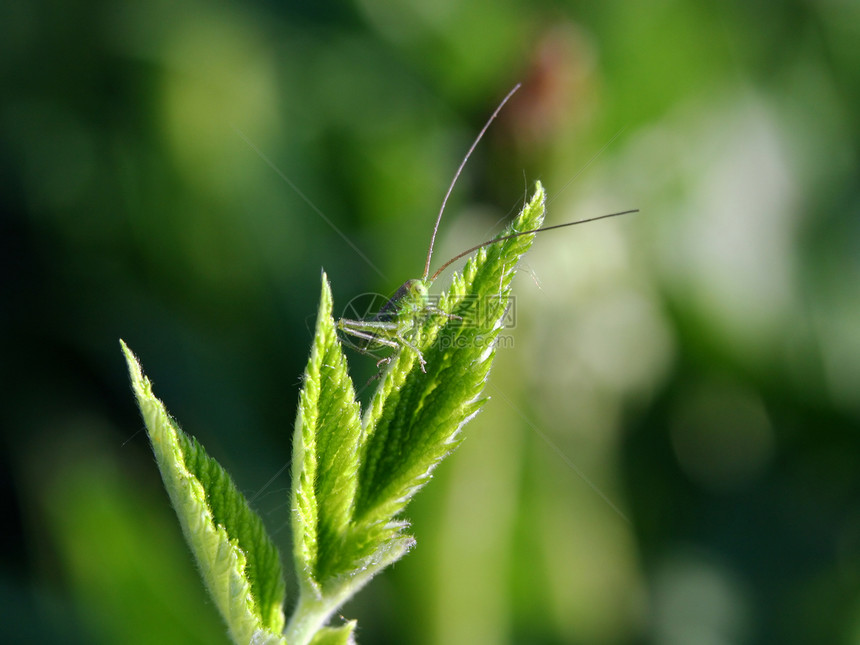 年轻的蚱蜢胸部昆虫野生动物生物学触角叶子腹部天线蝗虫宏观图片