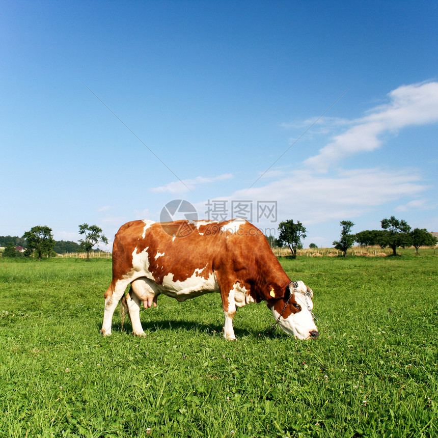 牧牛天空农田喇叭环境草原村庄奶制品农场生态奶牛图片