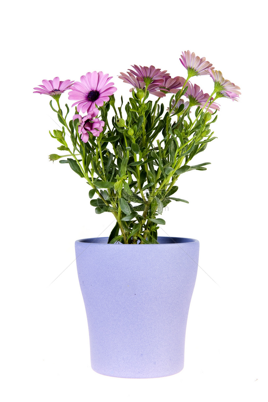 以西天的乳房盟誓粉色雏菊季节花瓶季节性植物学花园植物图片