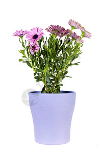 莱拉以西天的乳房盟誓粉色雏菊季节花瓶季节性植物学花园植物背景