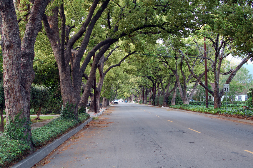 树木铺在路上邻里道路阴影树叶衬垫种植园城市图片