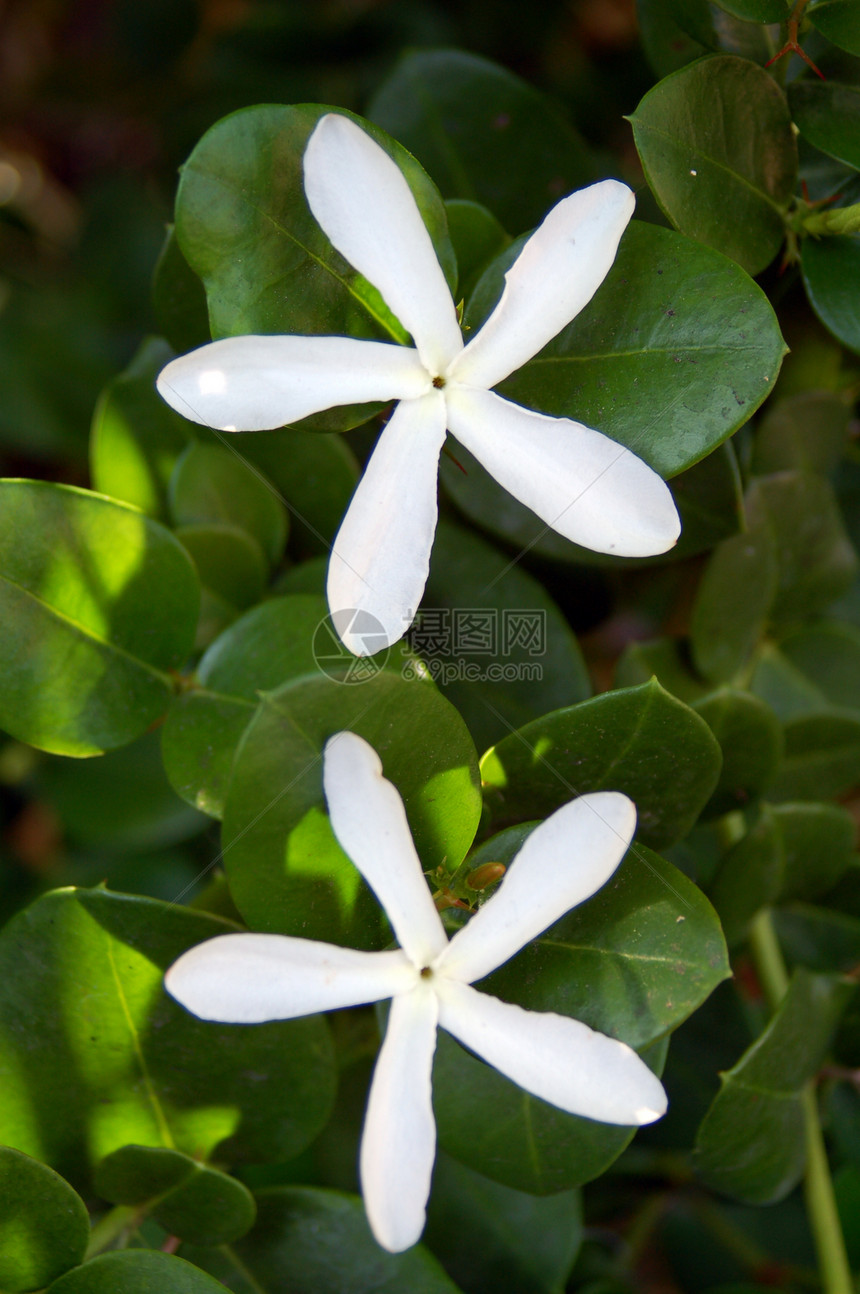 白花花植物学花朵花瓣园艺叶子植物花艺花园植物群绿色图片