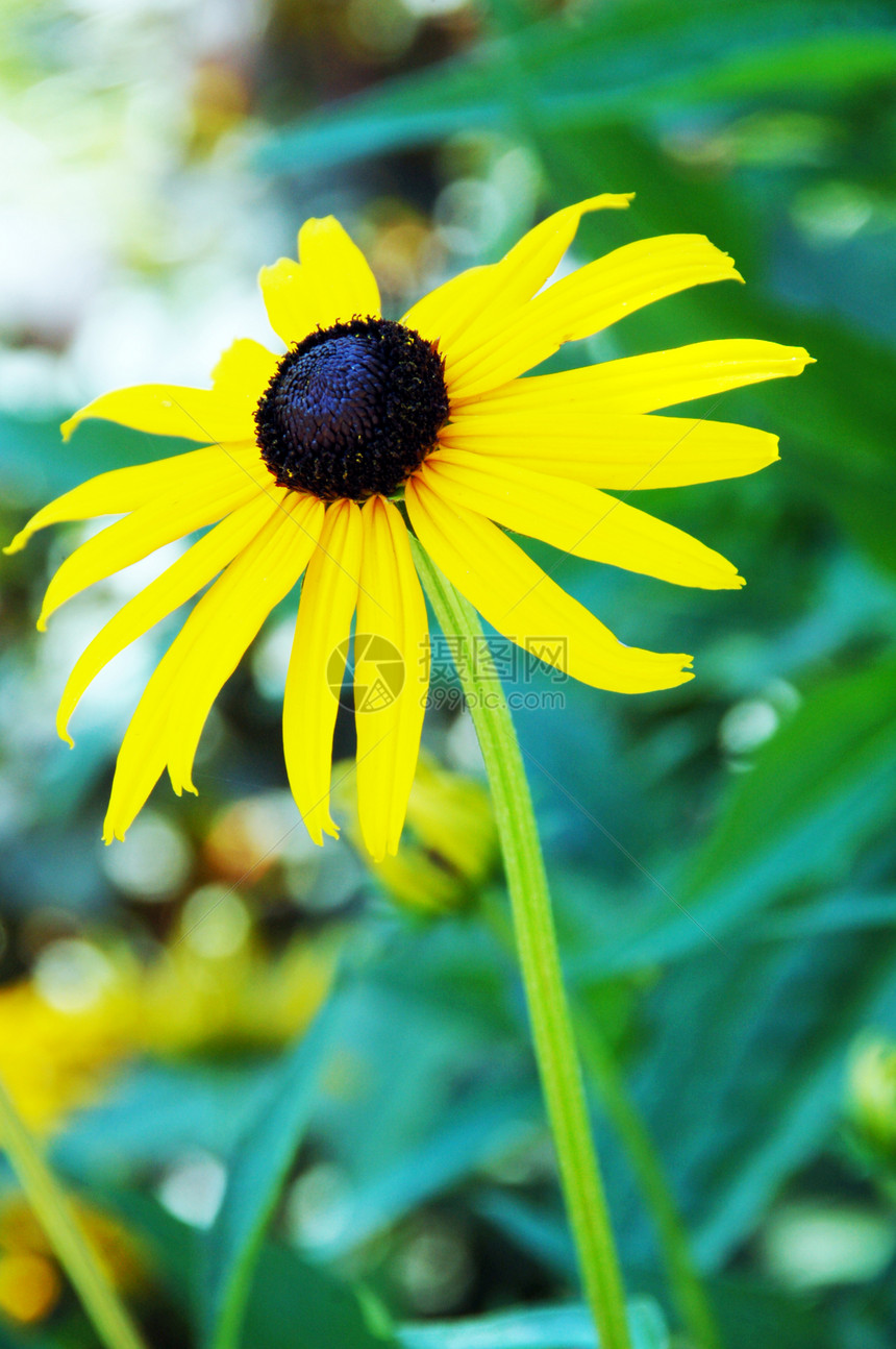 黑眼苏桑花花园植物群花瓣风格花朵眼睛季节性黑色装饰园艺图片