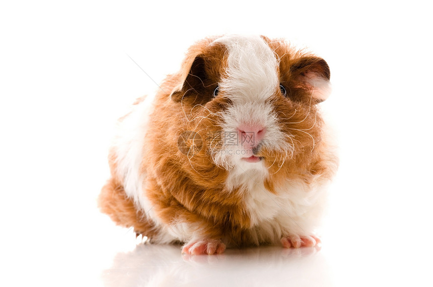 在白色的豚鼠反射哺乳动物仓鼠红色食物胡须宏观毛皮爪子工作室图片