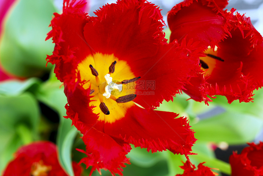 红郁金花花朵红色装饰白色园艺花园风格花瓣植物群季节性图片