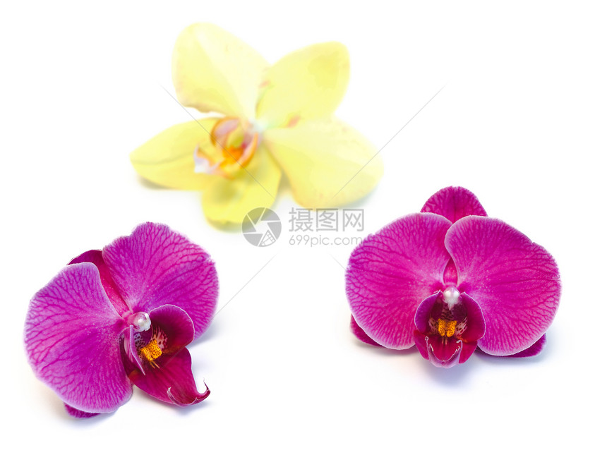 兰花紫色花束礼物花园花瓣黄色粉色植物学热带温泉图片