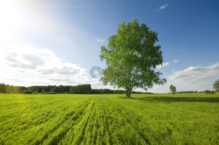 田野上一棵绿树天空农场牧场晴天季节蓝色农村美丽木头森林图片