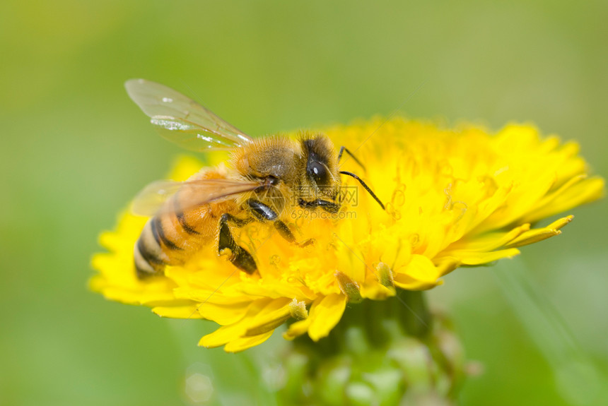 蜜蜂和花朵工人场地花瓣花粉花蜜昆虫蜂蜜草地野生动物花园图片