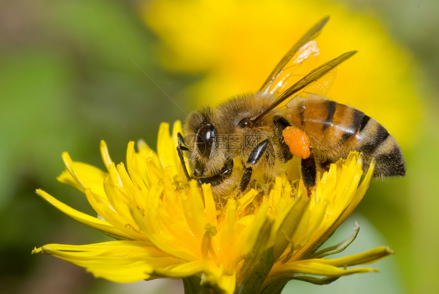 蜜蜂和花朵生态工人场地收集蜂蜜花蜜昆虫翅膀园艺花粉图片