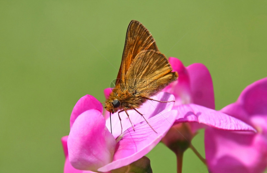 蝴蝶植物学动物花朵动物群翅膀昆虫粉色棕色植物宏观图片