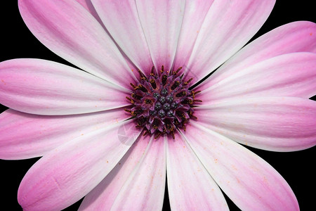复合化合物植物雏菊植物群花瓣粉色宏观植物学背景图片