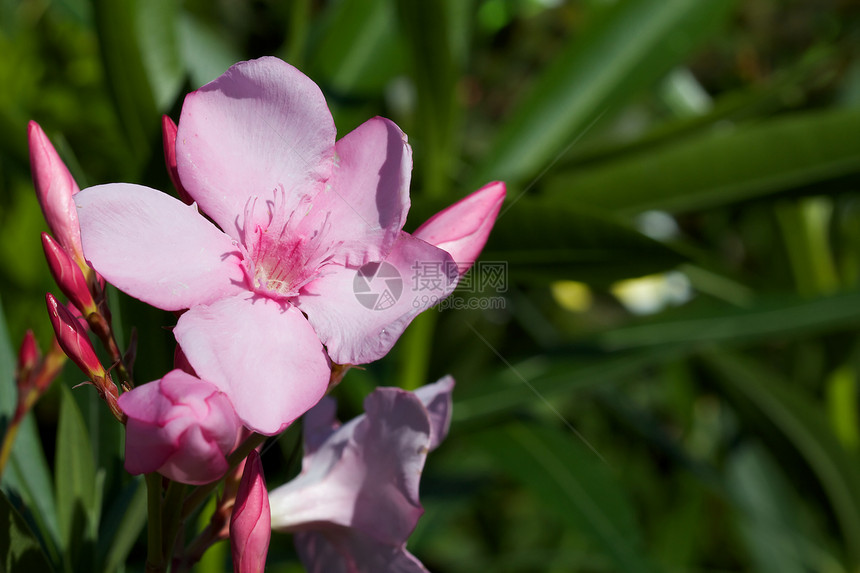 粉红花叶子场地花园花朵绿色美丽植物植物学植物群粉色图片