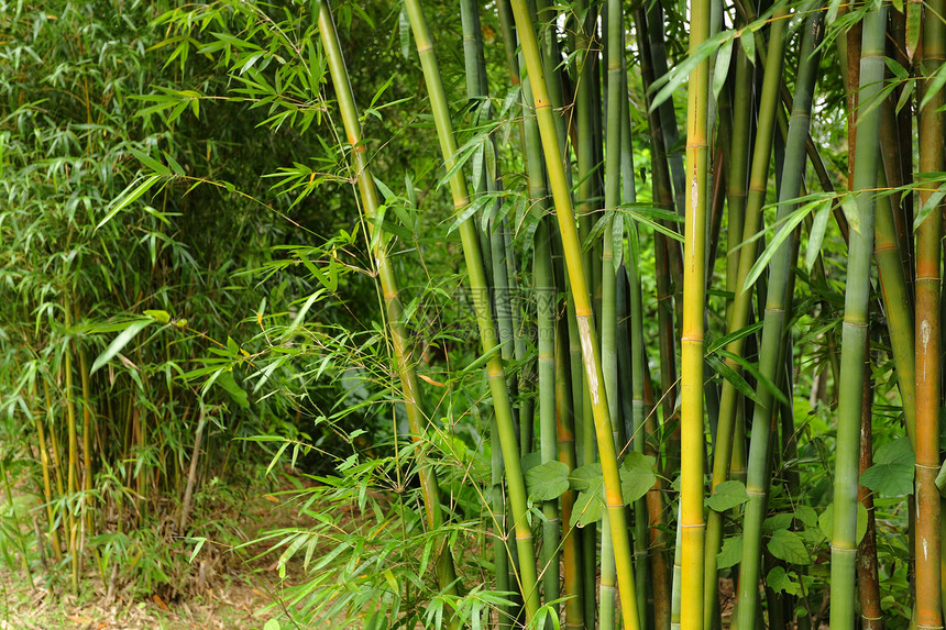 竹林背景文化热带植物丛林生长环境生活场景叶子树林图片