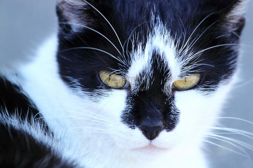 特写猫肖像耳朵眼睛威士忌胡须黑色小猫猫科动物短发宠物图片