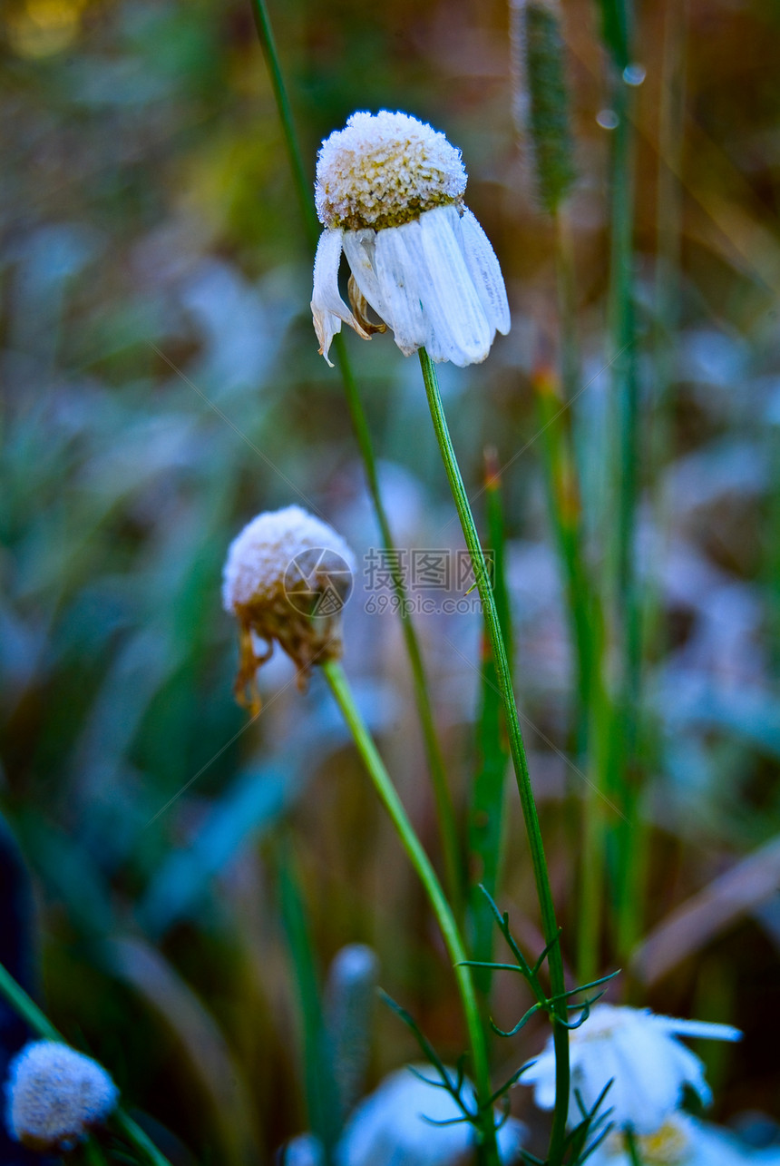 带花霜的戴西轮式花朵枝条宏观冻结气象冷冻植物花瓣叶子植物学下雪图片