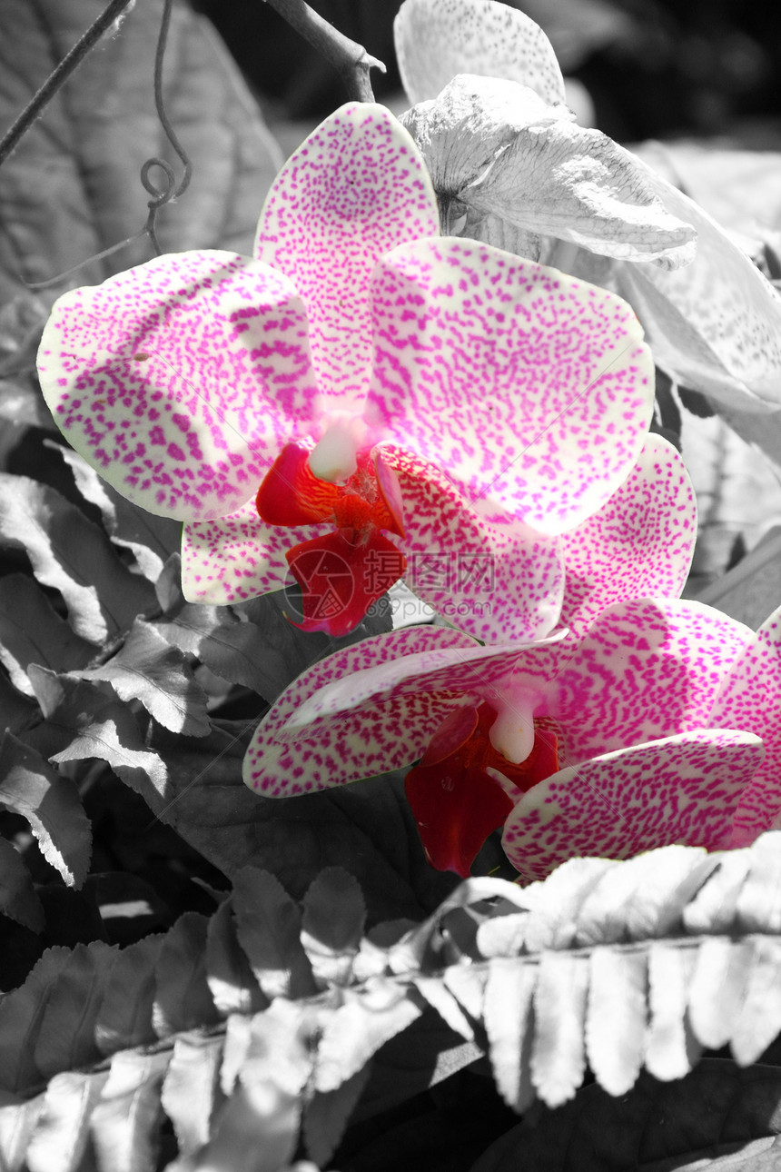 选择性色花植物颜色图片