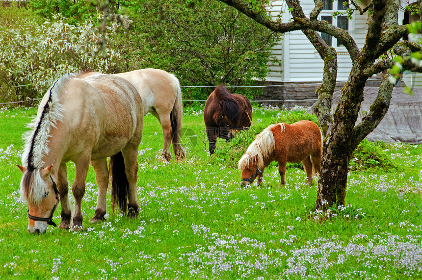 花朵茂盛的草地里的马和小马图片