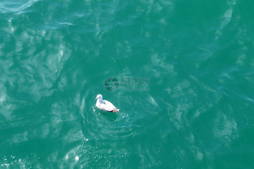 海滨布赖顿水液体动物野生动物海岸线海滨海浪潮汐海鸥肋骨海洋图片
