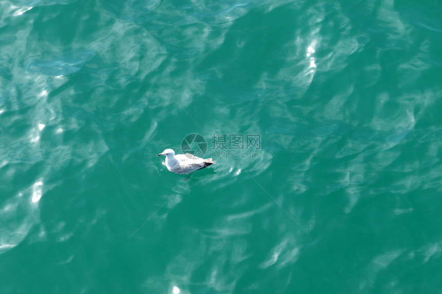 海滨布赖顿水波浪龟形肋骨生态海滨动物野生动物海洋海鸥海岸线图片