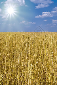 小麦无界田地背景