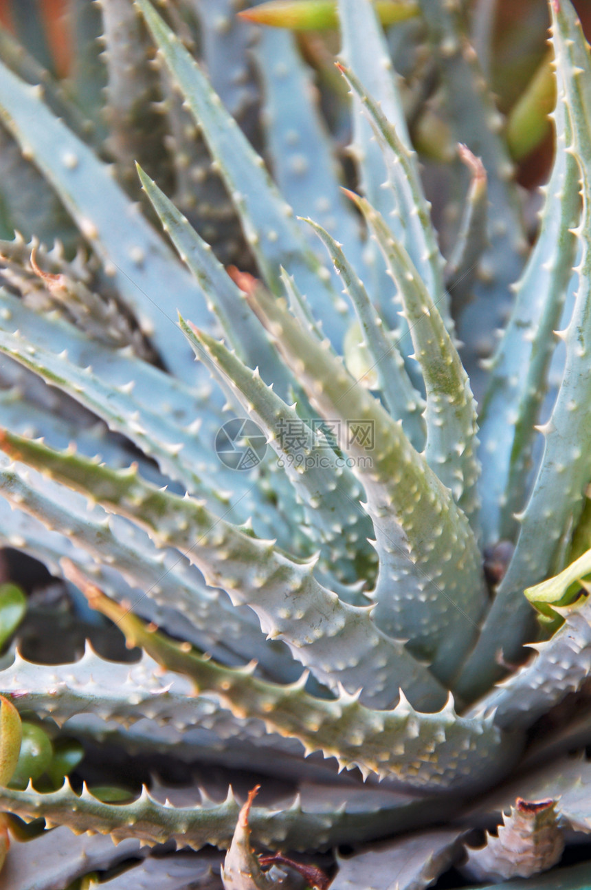 Aloe 溶液花园绿色芦荟化妆品海绵状植物多刺园林绿化植被图片