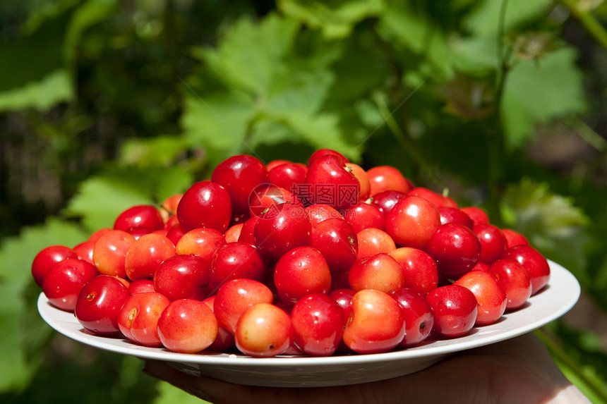 美味樱桃季节甜点维生素树叶浆果生活食物营养团体卫生图片