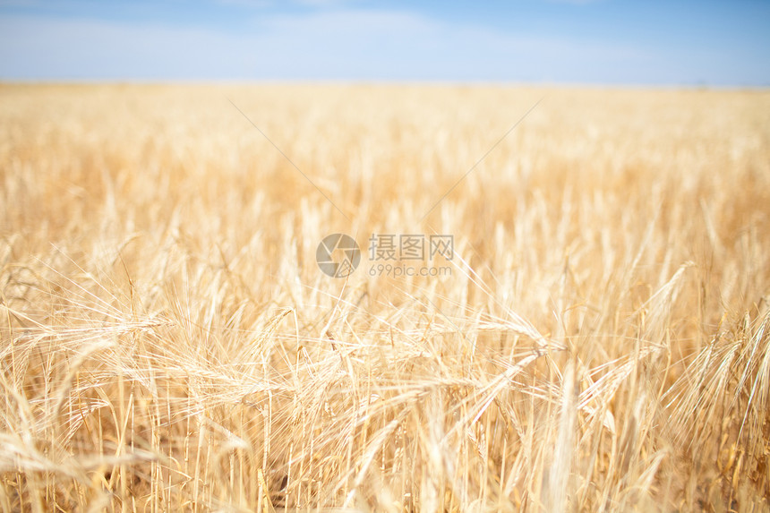 字段季节草地植物种子生产晴天金子场景地平线阳光图片