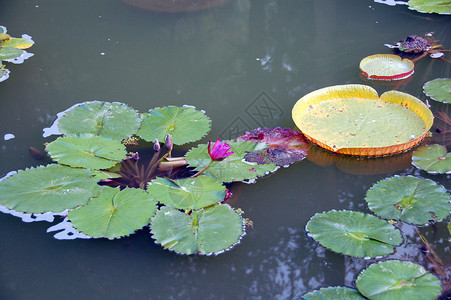 水百合开花自然高清图片
